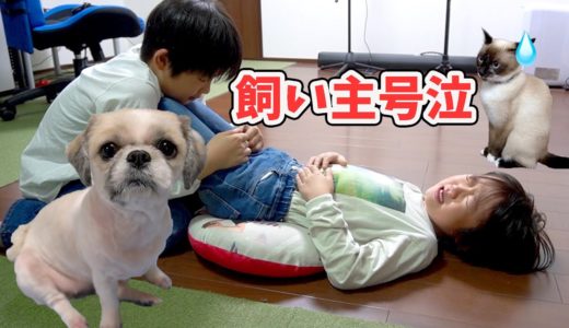 弟たけるちゃんの涙に猫は？喋る猫と犬の1日に密着！家族Vlog