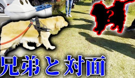 レトリバーまるの兄弟犬に会ってきた！