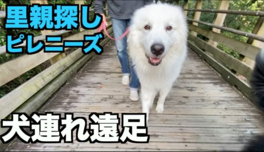 里親探しピレニーズ・週末は犬連れて遠足♪【39-40日目】