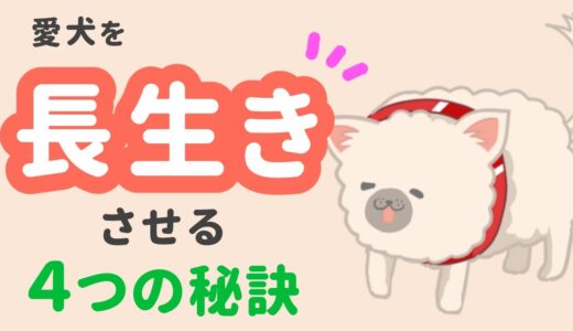 犬の長生きの秘訣は？免疫力アップさせる4つのポイント