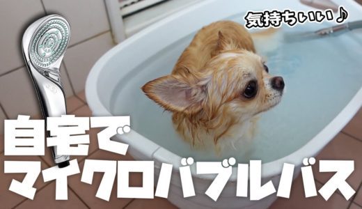 犬にまるで近未来からきたシャワーヘッドを使ってお家で簡単マイクロバブルバスが実現！【リファファインバブル S】【チワワ】【dog】【chihuahua】