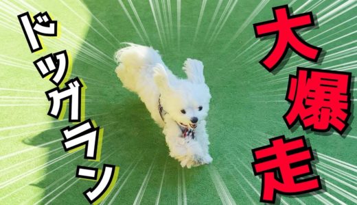 ドッグランでフレブルちゃんと追いかけっこして遊ぶ犬が超絶可愛い【マルチーズ】