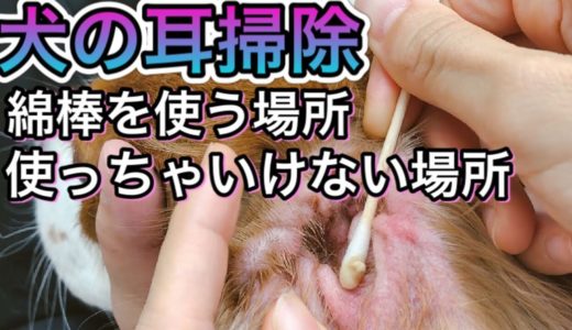 【犬の耳掃除】綿棒はどこまで使って良いのか。使わない方が良いのかについて獣医師が解説