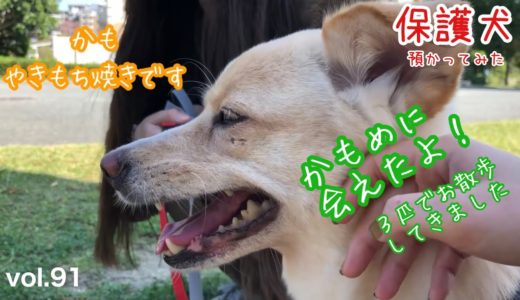 【保護犬預かり】久しぶりに再会したら…とっても甘えん坊になってました【初代預かり犬・かもめ】