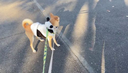 飼い主より同居犬と離れたくない犬