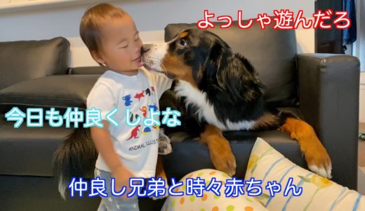 【犬と子供の日常】子供に眠りを妨げられる　バーニーズマウンテンドッグ　 bernese mountain dog