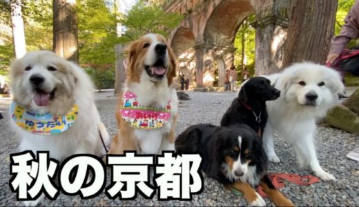 【犬連れ】秋の京都はここへ行け！