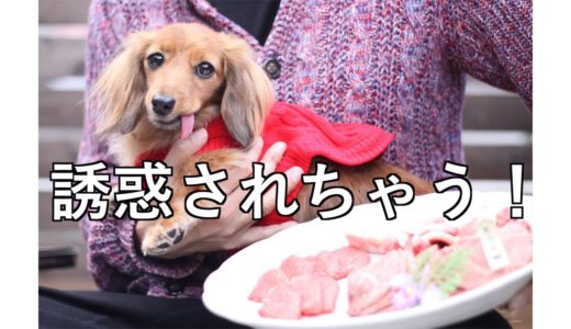 【お家キャンプ？】お肉の誘惑に勝てない犬【カニンヘンダックス えびすの日常】♯３８