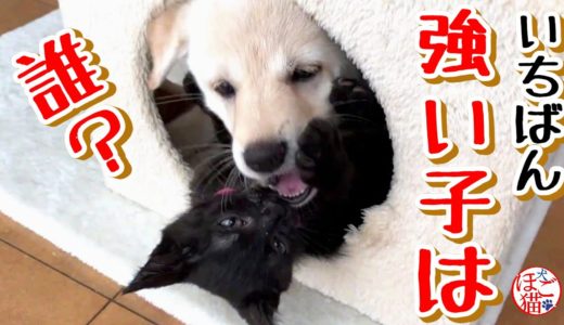 【子犬　子猫　保護犬】一番強い子は誰？　子犬と子猫どっちも強い