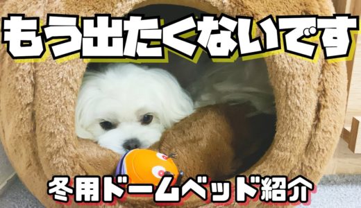 【冬支度】犬にくまさん型の冬用ドームベッドをあげたら出てこなくなって可愛かった【マルチーズ】