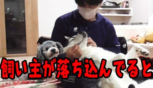 飼い主が落ち込んでると寄り添って甘えるハスキー犬とトイプードル