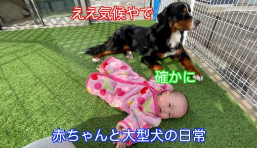 【大型犬と赤ちゃん】何もない平和な日常を過ごす　バーニーズマウンテンドッグ　 bernese mountain dog