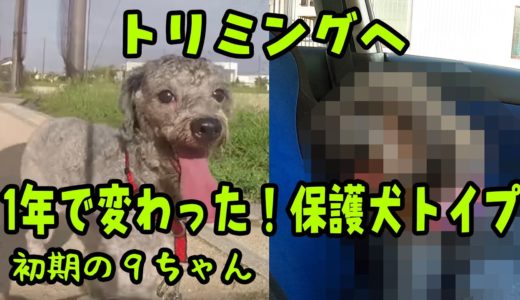 保護犬トイプードル、トリミングへ！衝撃的です！　Husky and Poodle