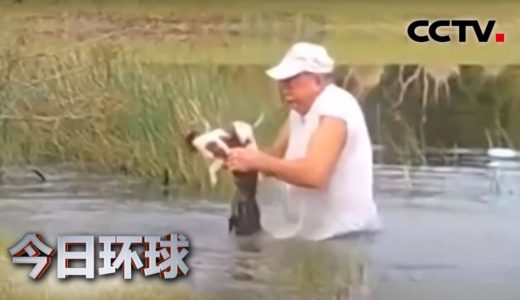 宠物犬遭袭击 美国老人徒手掰开鳄鱼嘴 |《今日环球》CCTV中文国际