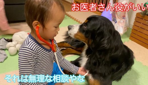 【犬と子供】お医者さんごっこに参加する　バーニーズマウンテンドッグ　 bernese mountain dog