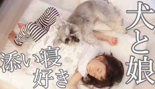 【ほのぼの癒し】２歳娘が犬におやつをあげる姿がかわいい【シュナウザージジトト】Miniature schnauzer with daughter