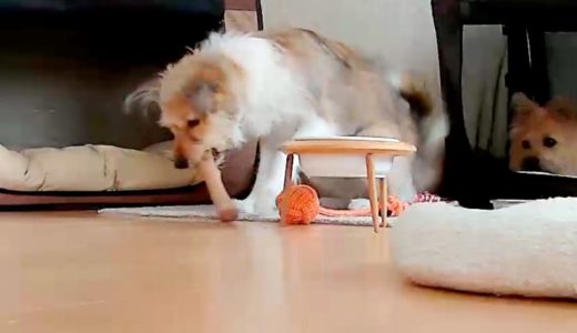 飼い主がいない時、犬たちは何をしてるか隠し撮りしてみた