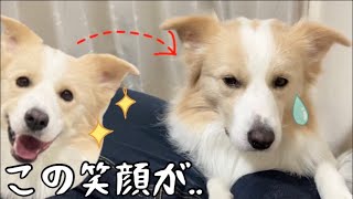 ある名前を呼ぶと、拗ねた顔をする犬が可愛いw【ボーダーコリー】