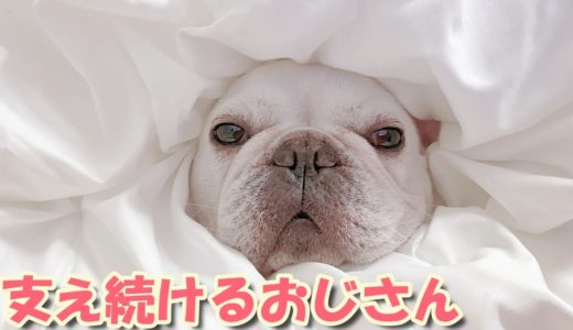 結婚できない独身女を支え続ける犬【フレンチブルドッグ frenchbulldog】