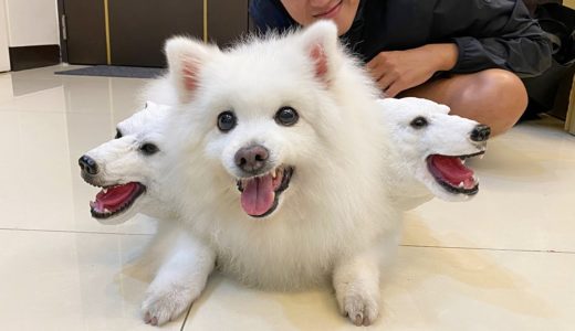 如何把狗狗變成三頭犬！How to turn my dog into three-headed dog (Kerberos)！🔥🔥🔥