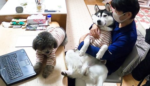 かまってほしくて仕方がない犬がかわいすぎた Dogs love on dad’s lap