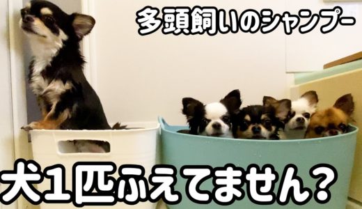 犬4匹洗うのも５匹も変わらない⁉︎今年最後のシャンプー【chihuahua】【チワワ】【多頭飼い】