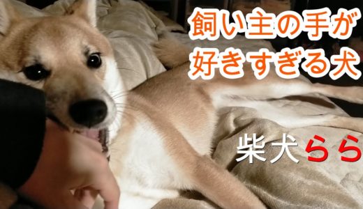 飼い主の手が好きすぎる犬