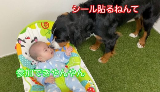 【犬と赤ちゃん】お家キャンプ場をデコる子供を見守る　バーニーズマウンテンドッグ　 bernese mountain dog