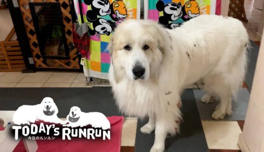 体中で落ち葉を集めるモップ犬のアランです　Great Pyrenees　グレートピレニーズ