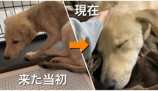 怖がりで触ることもできなかった犬が少しずつ変化していく4ヶ月間の記録