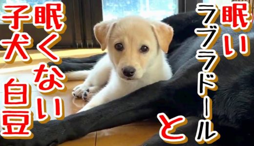 【子犬　保護犬　ラブラドール】眠いジオと遊び足りない白豆