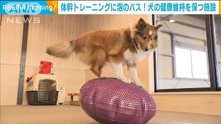 犬も健康維持　体幹トレーニングに泡のバスも(2020年12月25日)