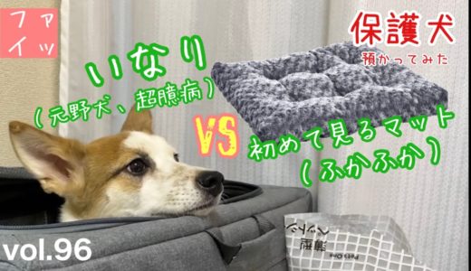 【保護犬預かり】洗い替えのマットが怖くて使えないいなり氏。【めっちゃんもおるよ】