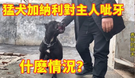 加纳利犬修罗对主人呲牙了？二次受伤造成性情大变？下次试试