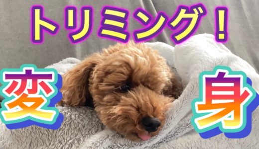 我が家のモジャモジャ犬がトリミングで大変身！【トイプードルそぼろ＆ニコ】