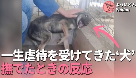 一生虐待を受け続けてきた犬を撫でたら、信じられない反応[感動 実話 _ よういどんYoidon]