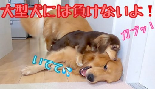 大型犬をねじ伏せる我が家のおてんば娘。ゴールデンレトリバーのクッキーとミニチュアダックスフンドの子犬ショコラとの幸せな日常