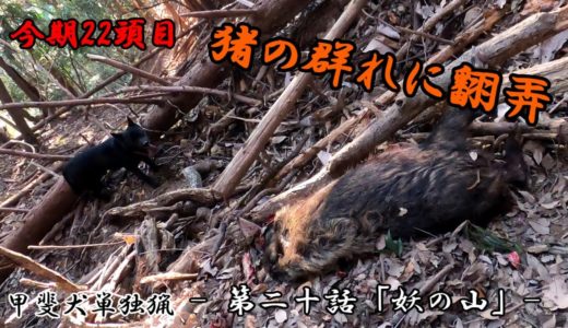 甲斐犬単独猟 第二十話「妖の山」Japanese hunting kaidog