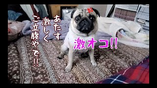 朝っぱらから激おこプンプンでキレ気味のパグ犬ぷぅPug