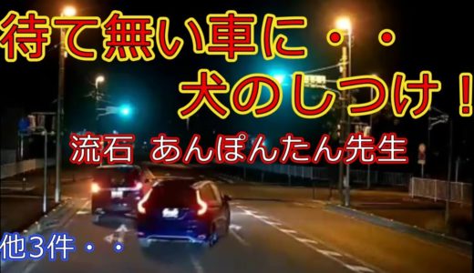 迷惑運転者たちNo.606　待て無い車に・・犬のしつけ！・・流石　あんぽんたん先生・・【トレーラー】【車載カメラ】