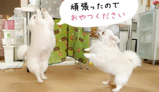 【トリミング】子熊になって帰ってきた犬のおねだりが可愛すぎた！