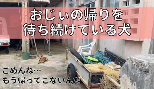 【保護犬】亡くなったおじぃをずーっと待ち続ける犬。取り壊しが決まった家との別れ