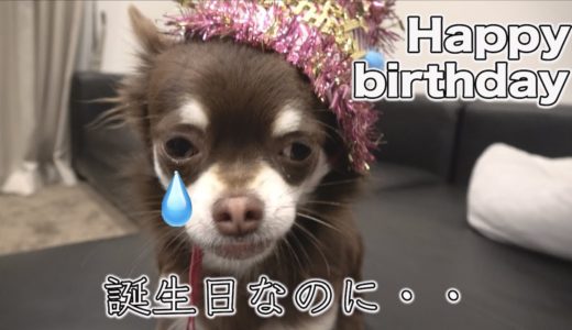 帽子をかぶるとピクリとも動かない犬 チワワのトラジの誕生日【お迎えから1年間の軌跡】