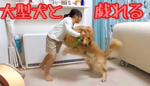 嬉しそうに遊ぶ大型犬と、捌き方が上手くなってきた姉。ゴールデンレトリバーのクッキーとミニチュアダックスフンドの子犬ショコラとの幸せな日常