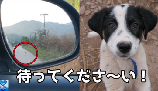 見ず知らずの人の後を必死についてきた犬。心優しい人との出会いに心温まる【感動】