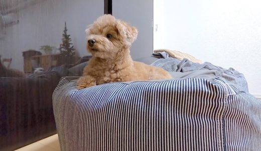 初めてパパがいない夜を過ごす犬がとても寂しそうで泣きそうになった...【トイプードル】