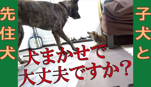 先住の甲斐犬を優先しつつ柴犬の子犬をワッショイ＝！