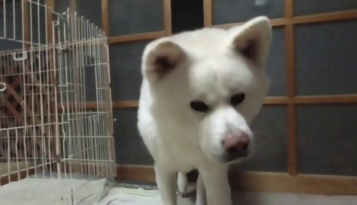 【秋田犬ゆうき】暖まりたい飼い主を無視して寒い夜の廊下を歩き回る【akita dog】