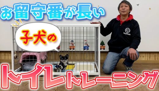 【犬 しつけ】お留守番が長い子犬のトイレトレーニング