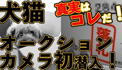 【犬猫オークション(競り市)】カメラが初潜入！闇と言われた世界の真実とは！？松本秀樹のいぬTuberが独占取材！